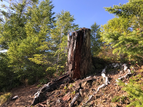 Large stump 