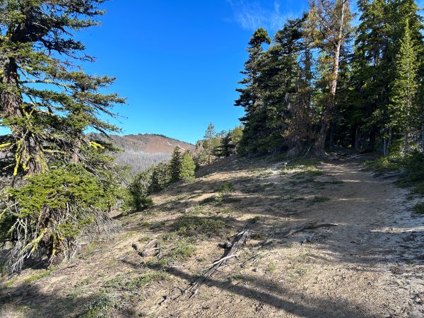 crow lake trail