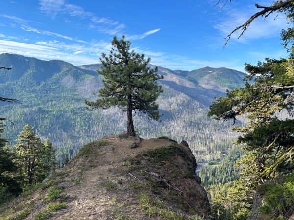 lone tree