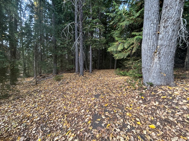Meadow Creek Trail 