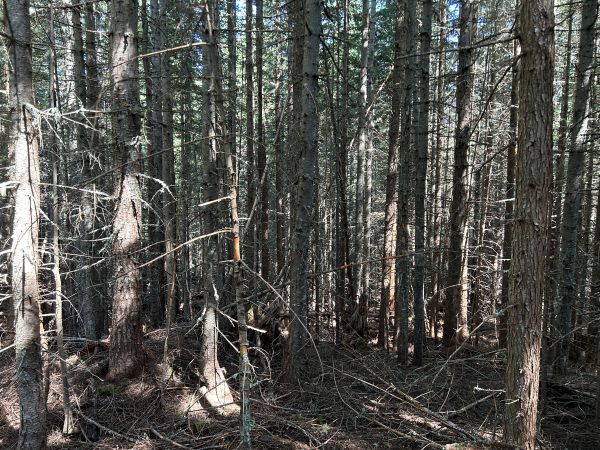 trees