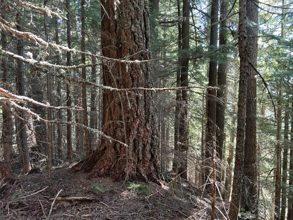 trees
