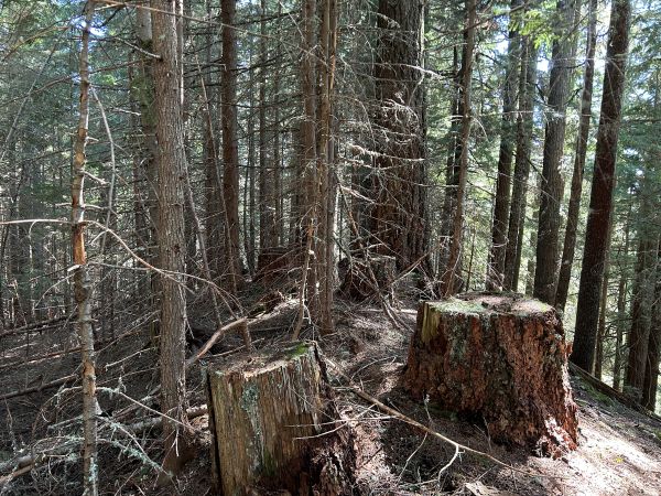 trees