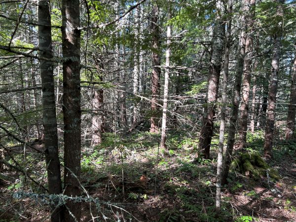 timber