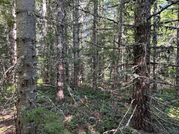 timber
