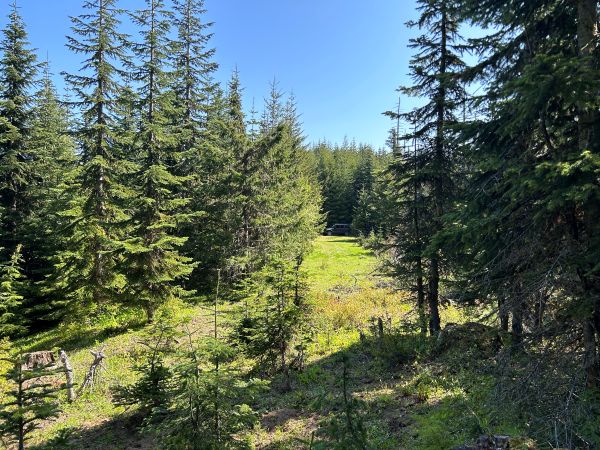 Whistler Creek Peak 