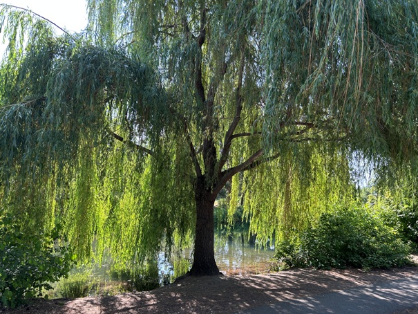 Willow trees 