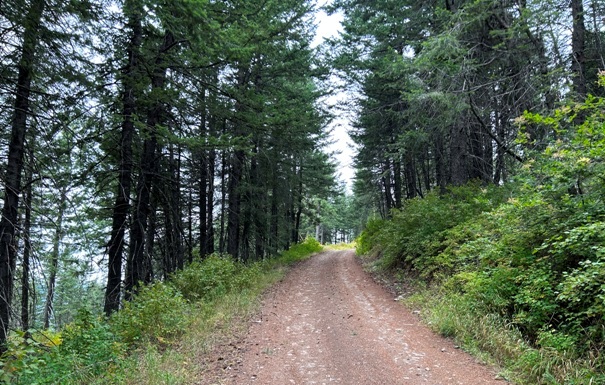 Little Blacktail Mountain