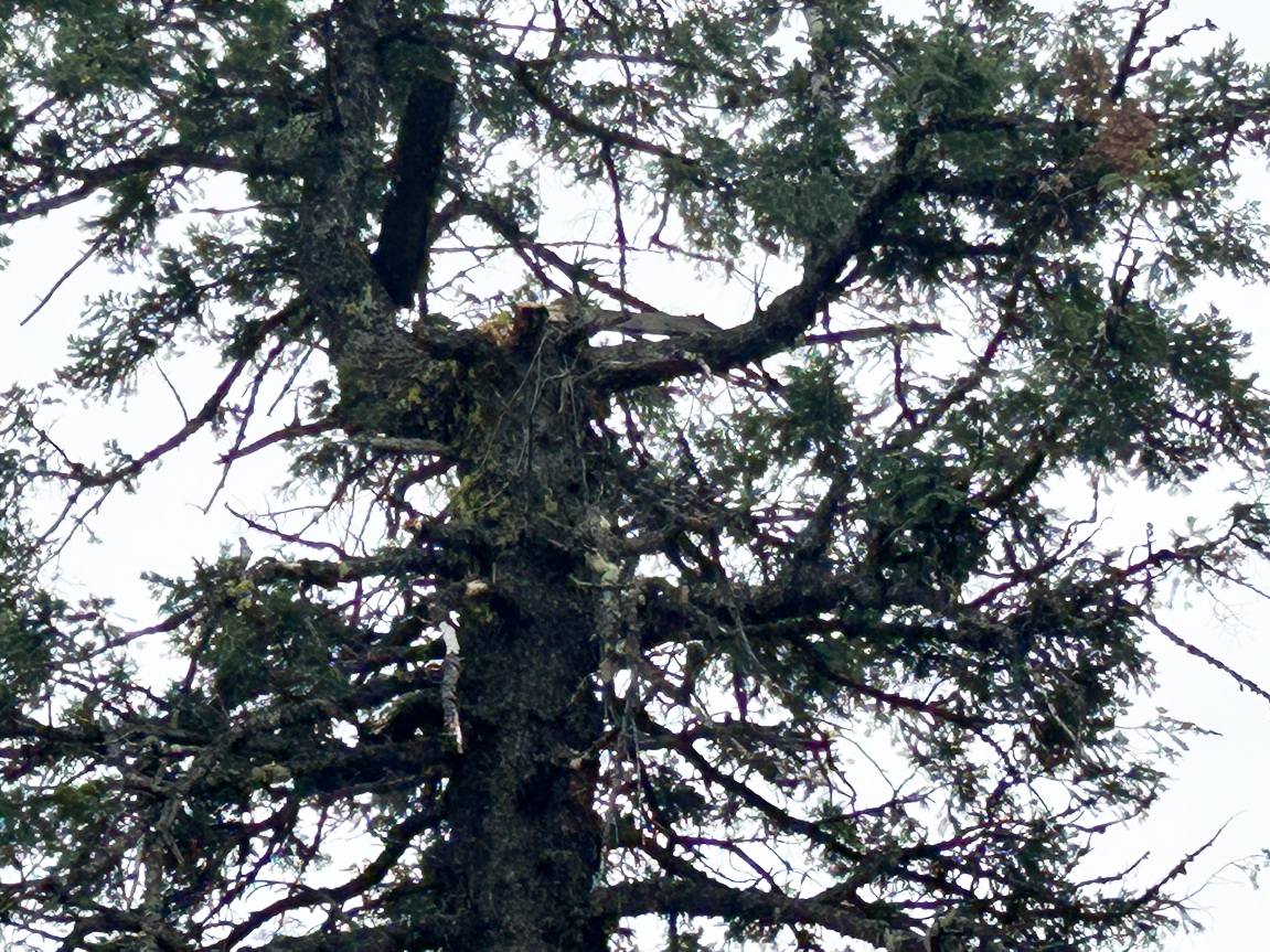 Mission Mountain crows nest