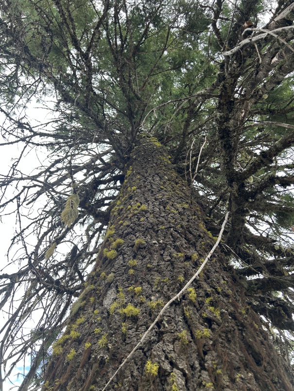 crows nest ladder