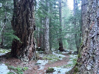 Dungeness River Trail