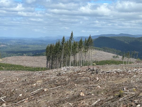 timber harvest