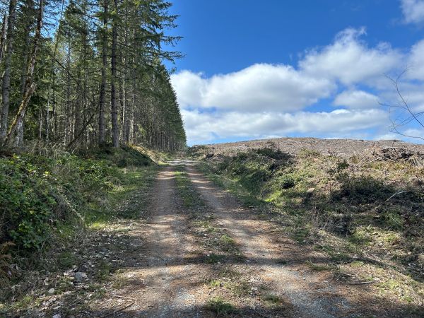 timber harvest