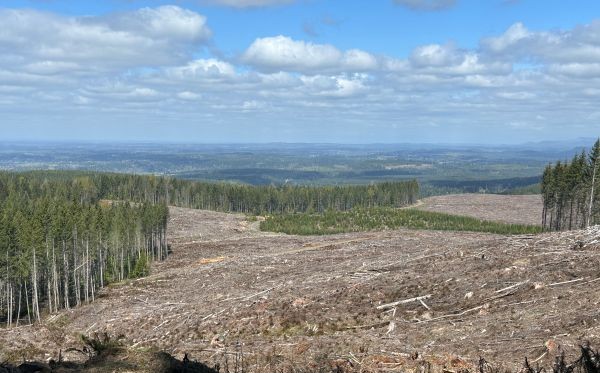 tree farm
