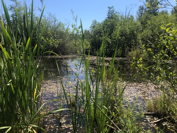 wetland pond