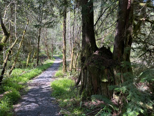 taylor mountain forest
