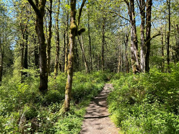 taylor mountain forest
