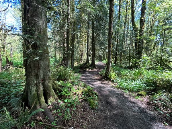 taylor mountain forest