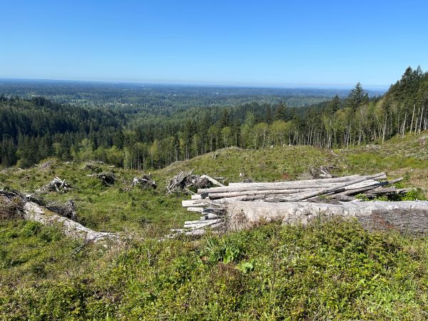 logging