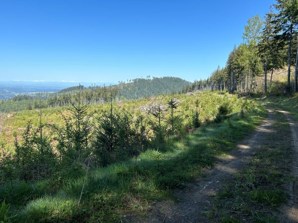 taylor forest