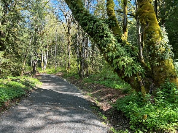 taylor mountain forest