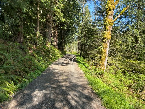 taylor mountain forest