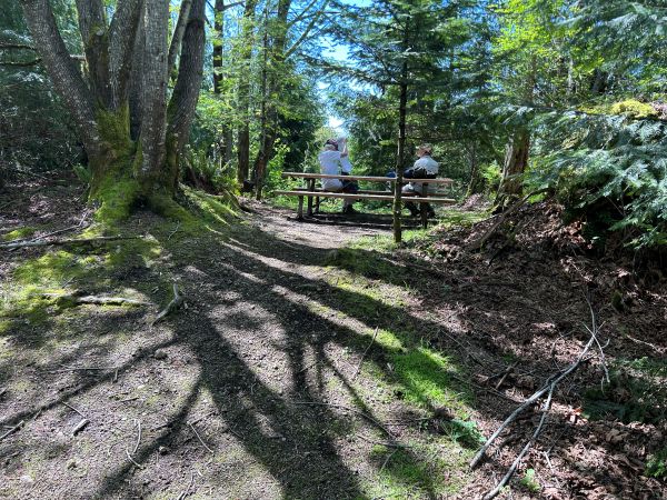 taylor mountain forest