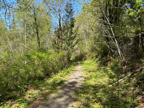 taylor mountain forest