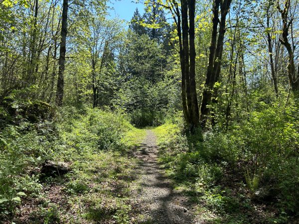 taylor mountain forest