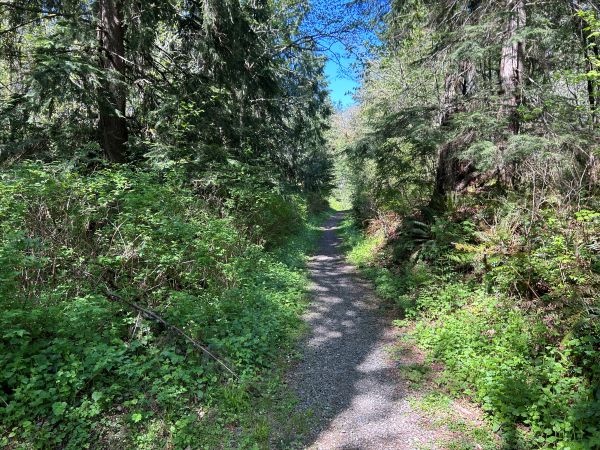 taylor mountain forest