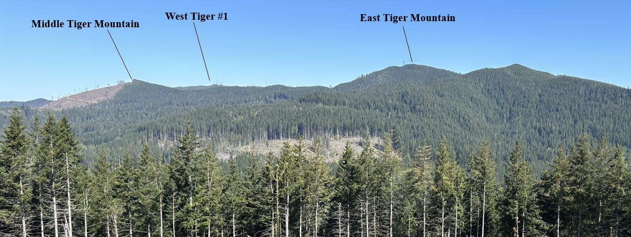 tiger mountain