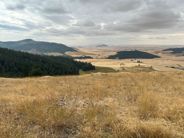 Palouse Prairie