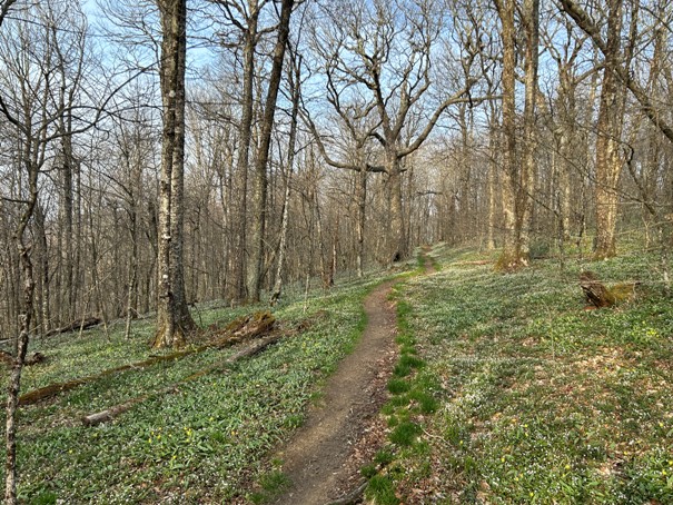 Smoky Mountains