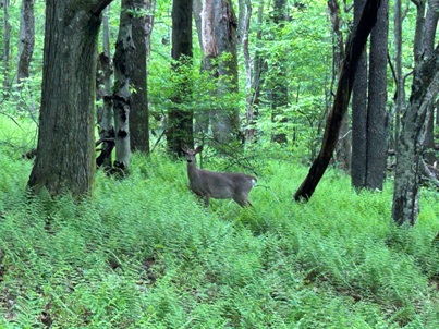 hiking shenandoah