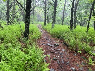 hiking shenandoah