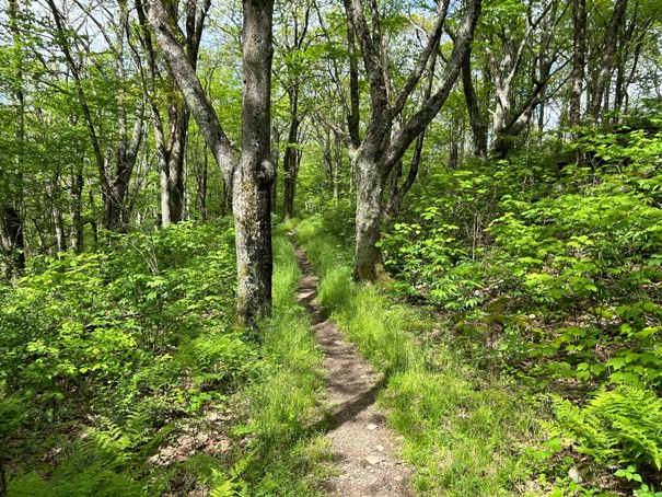 Shenandoah National Park