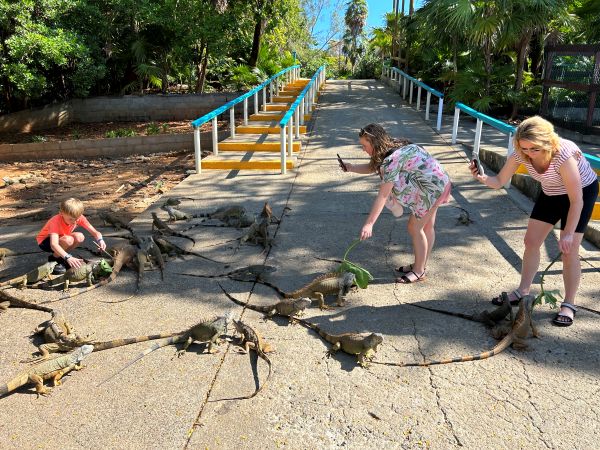 Iguana Reserve