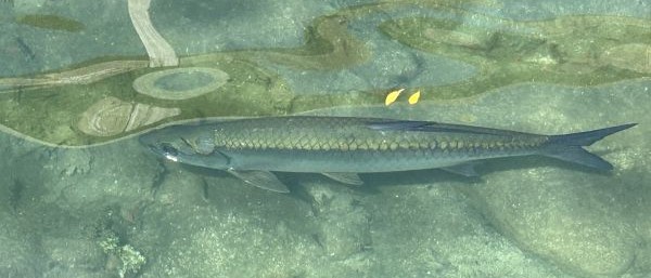 fish