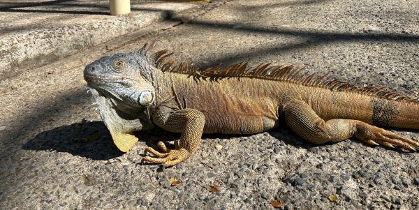 Iguana Reserve