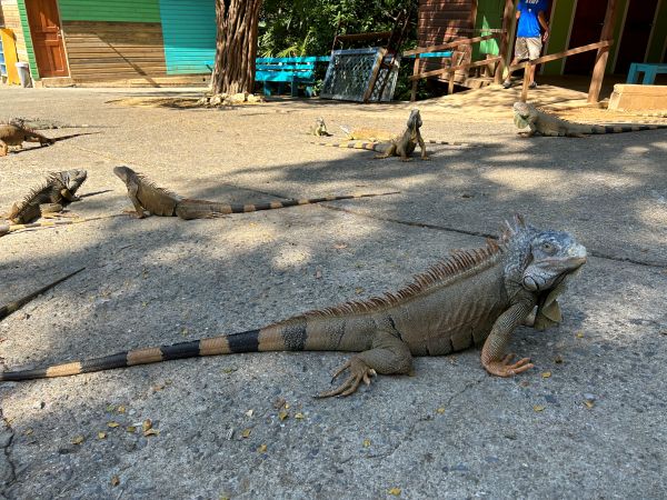 Iguana Reserve
