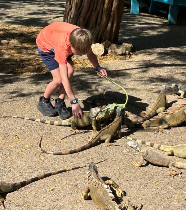 Iguana Reserve
